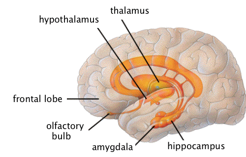 大脳辺縁系（含、情動の中枢）